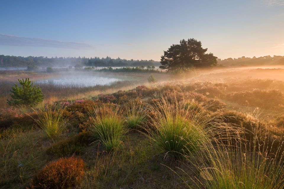 Die Große Heide